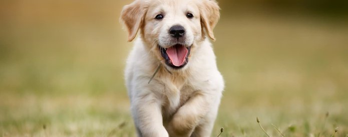 Animal Lovers Animal Lovers